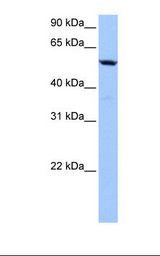 Hela cell lysate. Antibody concentration: 1.0 ug/ml. Gel concentration: 12%.