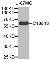 Western blot analysis of extracts of U-87MG cell line, using C18orf8 antibody.