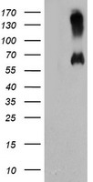 HEK293T cells were transfected with the pCMV6-ENTRY control (Left lane) or pCMV6-ENTRY C18orf8 (Right lane) cDNA for 48 hrs and lysed. Equivalent amounts of cell lysates (5 ug per lane) were separated by SDS-PAGE and immunoblotted with anti-C18orf8.