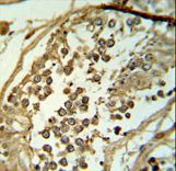 C19orf18 Antibody IHC of formalin-fixed and paraffin-embedded testis tissue followed by peroxidase-conjugated secondary antibody and DAB staining.