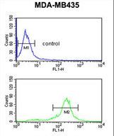 C19orf26 Antibody flow cytometry of MDA-MB435 cells (bottom histogram) compared to a negative control cell (top histogram). FITC-conjugated goat-anti-rabbit secondary antibodies were used for the analysis.