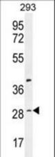 C19orf38 Antibody western blot of 293 cell line lysates (35 ug/lane). The C19orf38 antibody detected the C19orf38 protein (arrow).