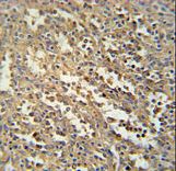 C19orf39 Antibody immunohistochemistry of formalin-fixed and paraffin-embedded human spleen tissue followed by peroxidase-conjugated secondary antibody and DAB staining.