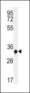 C19orf39 Antibody western blot of mouse spleen tissue lysates (15 ug/lane). The C19orf39 antibody detected C19orf39 protein (arrow).