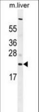 C1QL3 Antibody western blot of mouse liver tissue lysates (35 ug/lane). The C1QL3 antibody detected the C1QL3 protein (arrow).