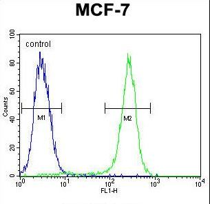 C1QL4 Antibody flow cytometry of MCF-7 cells (right histogram) compared to a negative control cell (left histogram). FITC-conjugated goat-anti-rabbit secondary antibodies were used for the analysis.