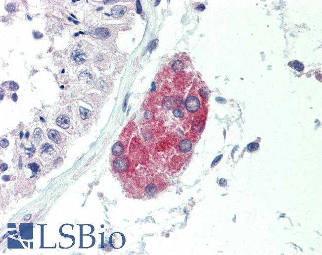 Anti-C1QTNF1 / CTRP1 antibody IHC of human testis. Immunohistochemistry of formalin-fixed, paraffin-embedded tissue after heat-induced antigen retrieval. Antibody LS-B463 concentration 10 ug/ml.