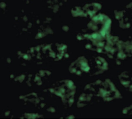Immunofluorescence of CTRP1 in Human Kidney cells with CTRP1 antibody at 20 ug/ml.
