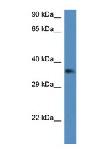 C1QTNF2 / CTRP2 antibody LS-C145229 Western blot of Mouse Kidney lysate. Antibody concentration 1 ug/ml.