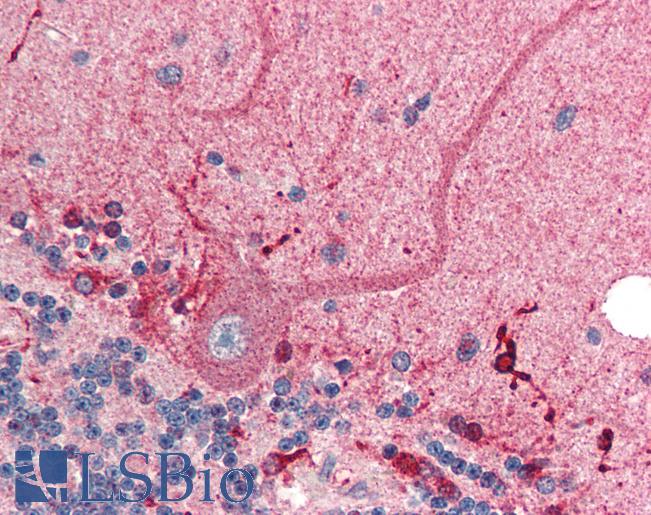 Anti-C1QTNF2 / CTRP2 antibody IHC of human brain, cerebellum. Immunohistochemistry of formalin-fixed, paraffin-embedded tissue after heat-induced antigen retrieval. Antibody LS-B464 concentration 5 ug/ml.