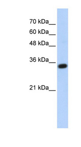 C1QTNF4 / CTRP4 antibody LS-C111397 Western blot of Transfected 293T cell lysate.