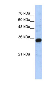 C1QTNF4 / CTRP4 antibody LS-C111398 Western blot of Transfected 293T cell lysate.