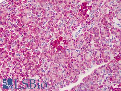 Anti-C1QTNF4 / CTRP4 antibody IHC of human pancreas. Immunohistochemistry of formalin-fixed, paraffin-embedded tissue after heat-induced antigen retrieval. Antibody LS-B1342 concentration 5 ug/ml.