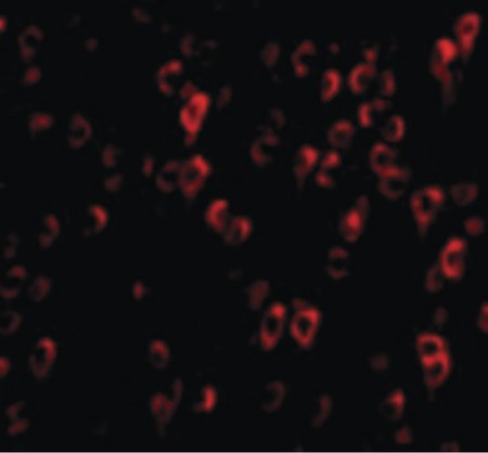 Immunofluorescence of CTRP4 in Rat Brain cells with CTRP4 antibody at 20 ug/ml.