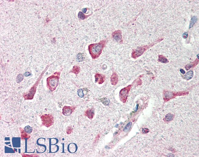 Anti-C1QTNF4 / CTRP4 antibody IHC of human brain, cortex. Immunohistochemistry of formalin-fixed, paraffin-embedded tissue after heat-induced antigen retrieval. Antibody LS-B466 concentration 5 ug/ml.