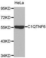 Western blot analysis of extracts of HeLa cell line, using C1QTNF6 antibody.