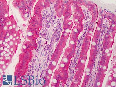 Anti-C1QTNF6 / CTRP6 antibody IHC of human small intestine. Immunohistochemistry of formalin-fixed, paraffin-embedded tissue after heat-induced antigen retrieval. Antibody LS-B1344 concentration 5 ug/ml.