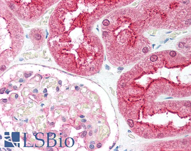 Anti-C1QTNF6 / CTRP6 antibody IHC of human kidney. Immunohistochemistry of formalin-fixed, paraffin-embedded tissue after heat-induced antigen retrieval. Antibody LS-B1344 concentration 5 ug/ml.