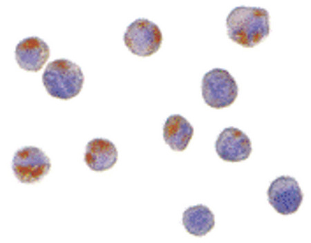 Immunocytochemistry of CTRP6 in HeLa cells with CTRP6 antibody at 10 ug/ml.