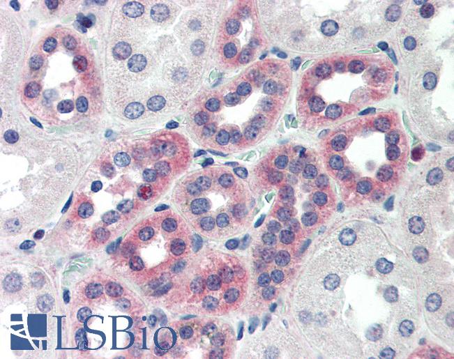 Anti-C1QTNF6 / CTRP6 antibody IHC of human kidney. Immunohistochemistry of formalin-fixed, paraffin-embedded tissue after heat-induced antigen retrieval. Antibody LS-B468 concentration 10 ug/ml.