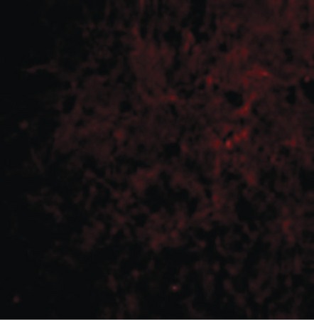 Immunofluorescence of CTRP6 in Human Brain cells with CTRP6 antibody at 20 ug/ml.