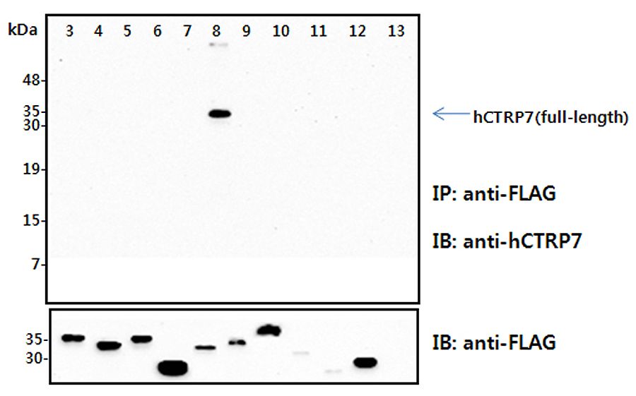Immunoprecipitation (IP) analysis of the cell lysates from HEK293 cells transfected with empty vector or a panel of the FLAG-tagged CTRP family (full-length) followed by immunoblot analysis using anti-CTRP7 (human), pAb at 1:4,000 dilution. The immunoblot (IB) analysis demonstrates the specificity of the anti-CTRP7 (human), pAb antibody. 3: hCTRP1-FLAG (full-length) transfected HEK293 cell lysates. 4: hCTRP2-FLAG (full-length) transfected HEK293 cell lysates. 5: hCTRP3-FLAG (full-length) transfected HEK293 cell lysates. 6: hCTRP5-FLAG (full-length) transfected HEK293 cell lysates. 7: hCTRP6-FLAG (full-length) transfected HEK293 cell lysates. 8: hCTRP7-FLAG (full-length) transfected HEK293 cell lysates.. 9: hCTRP9-FLAG (full-length) transfected HEK293 cell lysates. 10: hCTRP10-FLAG (full-length) transfected HEK293 cell lysates. 11: hCTRP11-FLAG (full-length) transfected HEK293 cell lysates. 12: hCTRP13-FLAG (full-length) transfected HEK293 cell lysates. 13: Empty vector transfected HEK2