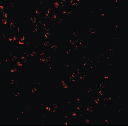 Immunofluorescence of CTRP7 in HL60 with CTRP7 antibody at 2 ug/ml.