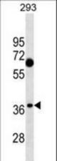 C1QTNF7 Antibody western blot of 293 cell line lysates (35 ug/lane). The C1QTNF7 antibody detected the C1QTNF7 protein (arrow).