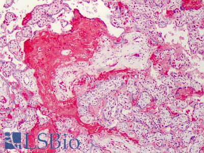Anti-C1QTNF7 / CTRP7 antibody IHC of human placenta. Immunohistochemistry of formalin-fixed, paraffin-embedded tissue after heat-induced antigen retrieval. Antibody LS-B469 concentration 5 ug/ml.