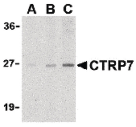 Western blot of CTRP7 in 3T3 cell lysate with CTRP7 antibody at (A) 1, (B) 2, and (C) 4 ug/ml.