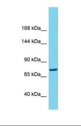 Western blot of Human THP-1. C1orf112 antibody dilution 1.0 ug/ml.