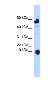 C1orf151 antibody LS-C102141 Western blot of 293T cell lysate.