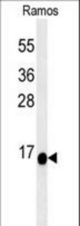C1orf186 Antibody western blot of Ramos cell line lysates (35 ug/lane). The C1orf186 antibody detected the C1orf186 protein (arrow).