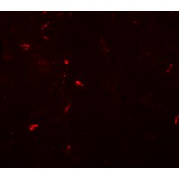 Immunofluorescence of NEUCRIN in mouse brain tissue with NEUCRIN antibody at 20 µg/mL.
