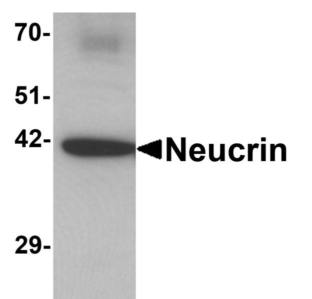 Western blot analysis of Neucrin in rat cerebellum tissue lysate with Neucrin antibody at 1 ug/ml.