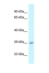 C1orf43 antibody LS-C145710 Western blot of Mouse Liver lysate. Antibody concentration 1 ug/ml.