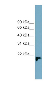 C1orf93 antibody LS-C111444 Western blot of PANC1 cell lysate.