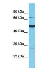 Western blot of LAMP5 Antibody with HT1080 Whole Cell lysate.