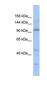 C20orf194 antibody LS-C109680 Western blot of SH-SYSY lysate.