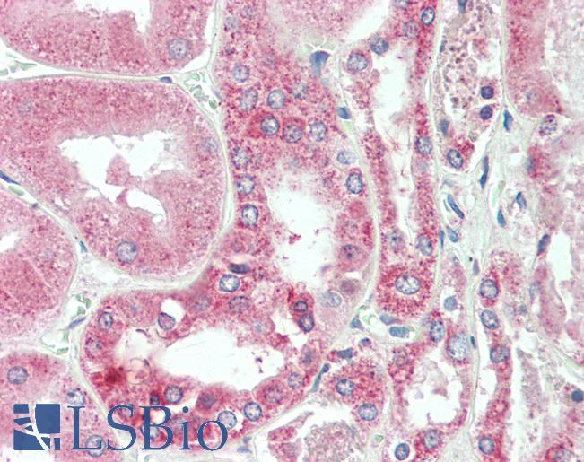 Anti-C25H / CH25H antibody IHC staining of human kidney. Immunohistochemistry of formalin-fixed, paraffin-embedded tissue after heat-induced antigen retrieval. Antibody LS-B9764 concentration 10 ug/ml.