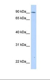 Transfected 293T cell lysate. Antibody concentration: 0.5 ug/ml. Gel concentration: 12%.