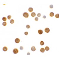 Immunocytochemistry of ECRG4 in HeLa cells with ECRG4 antibody at 5 µg/mL.
