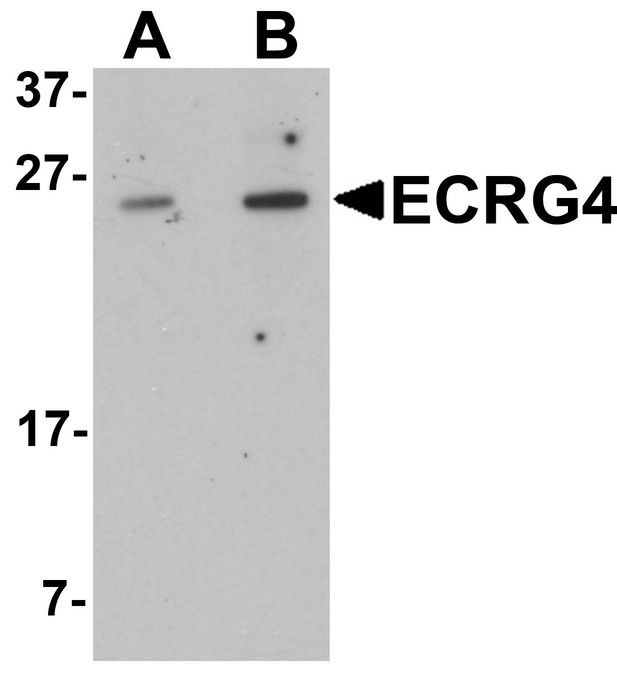 Western blot analysis of ECRG4 in HeLa cell lysate with ECRG4 antibody at (A) 1 and (B) 2 ug/ml.
