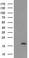 HEK293T cells were transfected with the pCMV6-ENTRY control (Left lane) or pCMV6-ENTRY C2orf40 (Right lane) cDNA for 48 hrs and lysed. Equivalent amounts of cell lysates (5 ug per lane) were separated by SDS-PAGE and immunoblotted with anti-C2orf40.