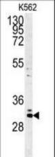 Western blot of C2orf49 Antibody in K562 cell line lysates (35 ug/lane). C2orf49 (arrow) was detected using the purified antibody.
