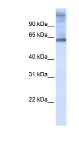 C3orf17 antibody LS-C102138 Western blot of 721_B cell lysate.