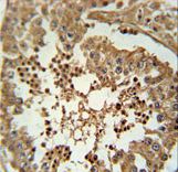 CC058 Antibody immunohistochemistry of formalin-fixed and paraffin-embedded human testis tissue followed by peroxidase-conjugated secondary antibody and DAB staining.