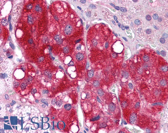 Anti-LYPD3 antibody LS-A9857 IHC of human adrenal. Immunohistochemistry of formalin-fixed, paraffin-embedded tissue after heat-induced antigen retrieval.