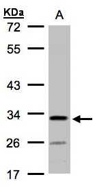 Sample (30 ug whole cell lysate). A: H1299. 10% SDS PAGE. C4orf19 antibody diluted at 1:1000