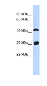 C4orf22 antibody LS-C102659 Western blot of Fetal Muscle lysate.
